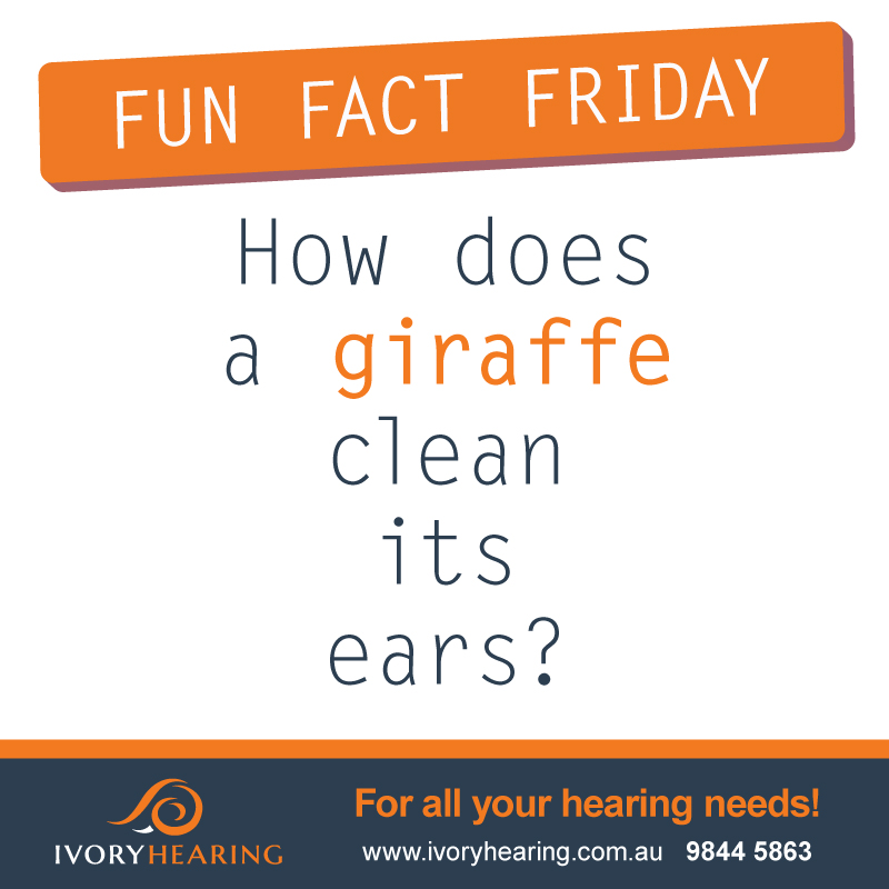 Fun Fact Friday – How does a giraffe clean its ears?