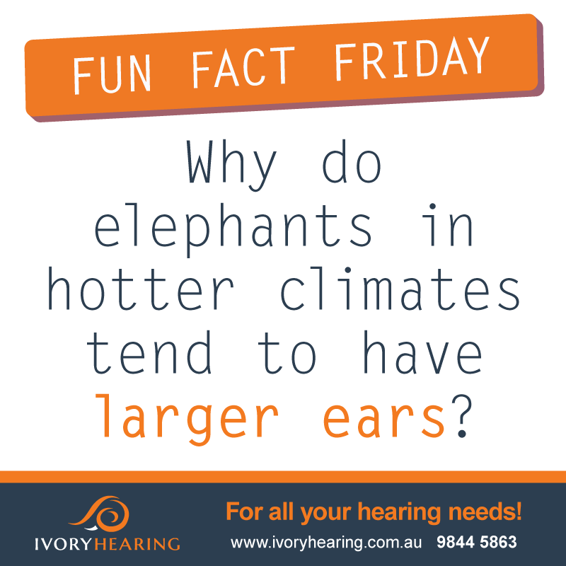 Fun Fact Friday – Why do elephants in hotter climates have larger ears?